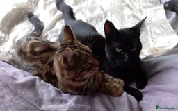 Mixed Breed cats for sale: Lots of cats/kittens up for adoption  - Image 18