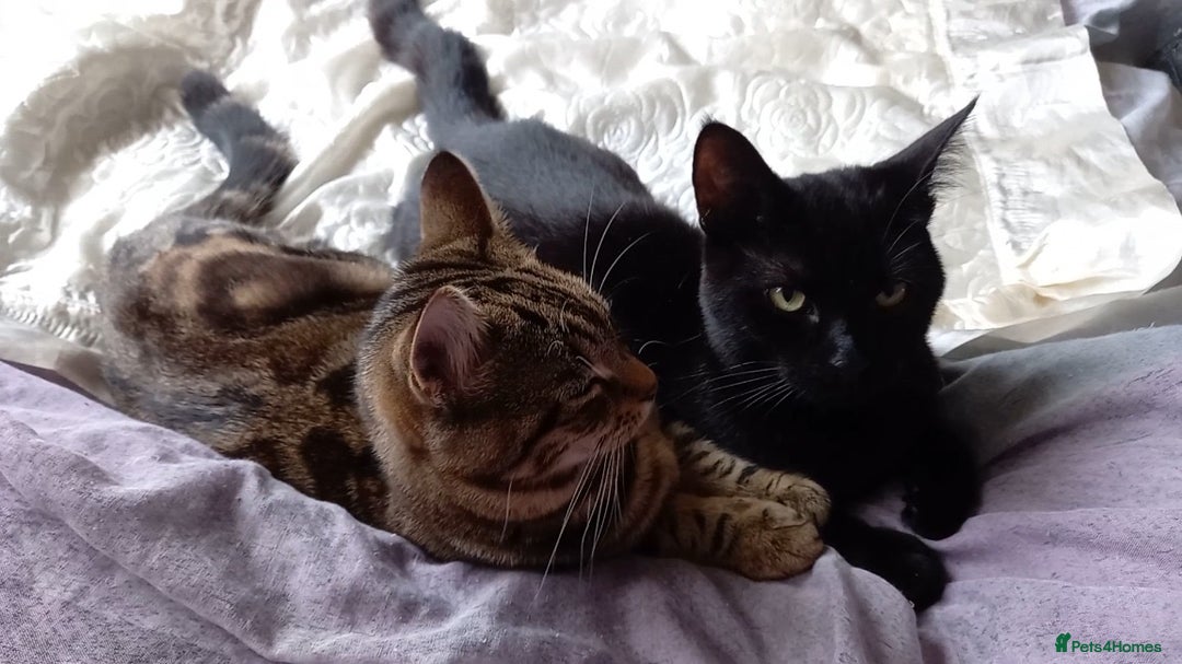 Mixed Breed cats for sale: Lots of cats/kittens up for adoption  - Image 18