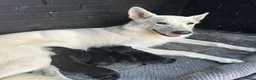 German Shepherd dogs for sale: German shepherd puppies  in Cardiff - Advert 2
