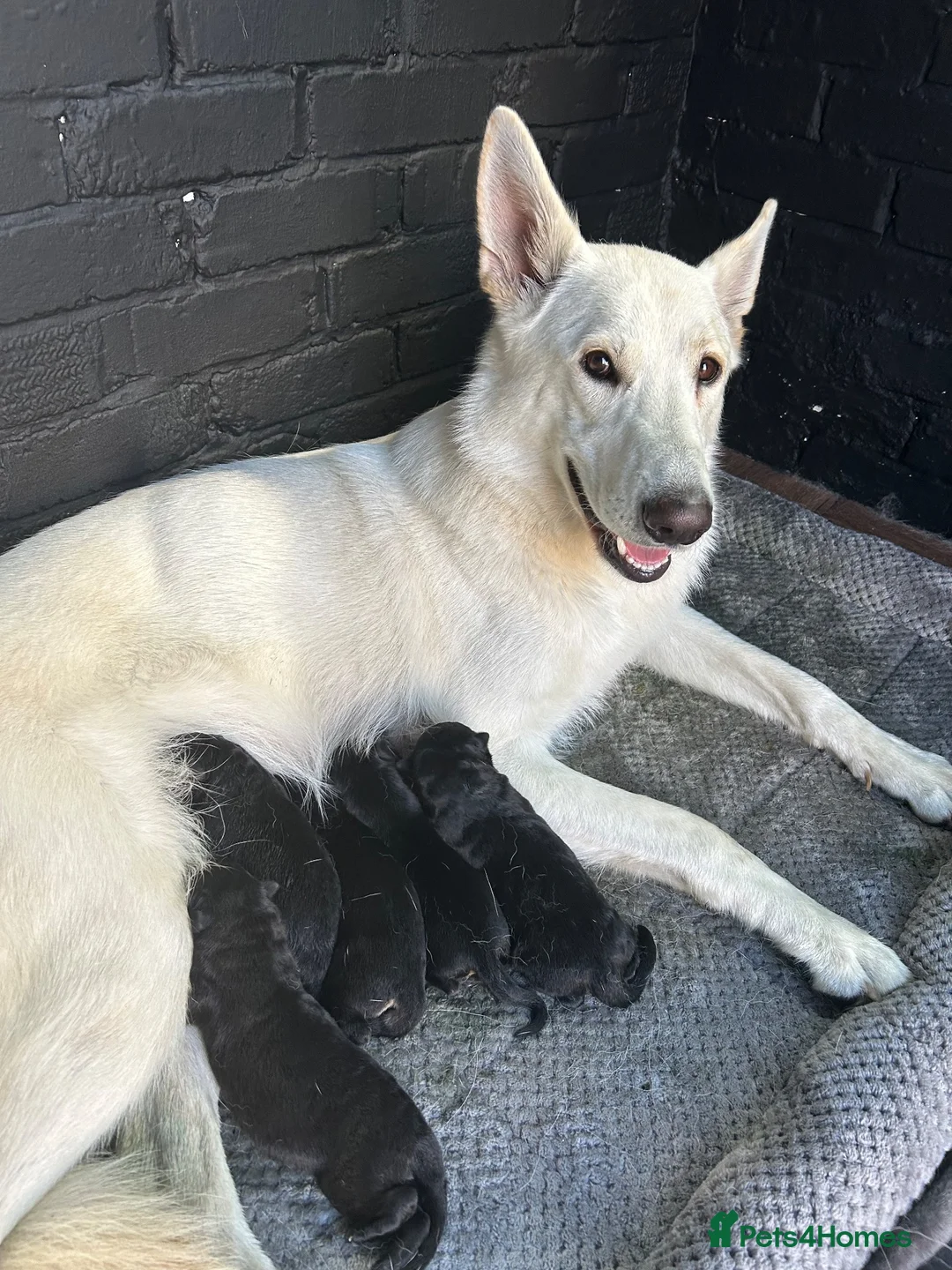 German Shepherd dogs for sale: German shepherd puppies  in Cardiff - Advert 2