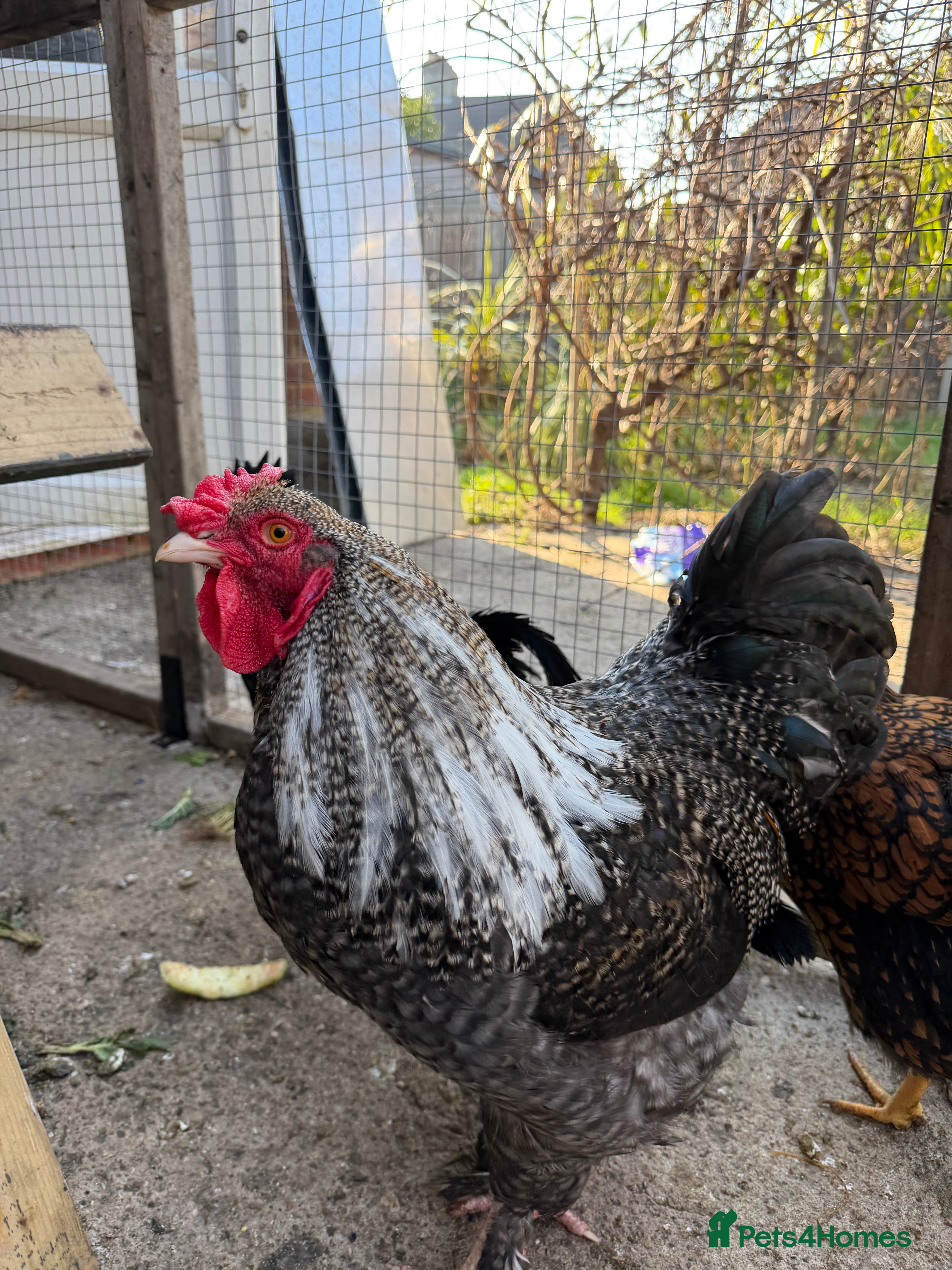 Chickens poultry I have few cockerels to sell pure breeds  - Advert 6