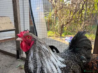 Chickens poultry I have few cockerels to sell pure breeds - Advert 5