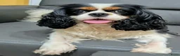 Cavalier King Charles Spaniel dogs for sale: KC CKC Dolly looking for loving lap! - Advert 4