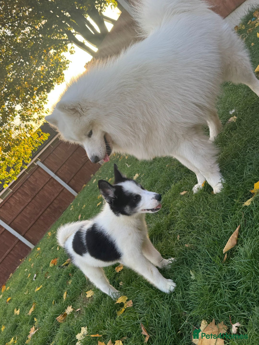 Mixed Breed dogs for sale: Samusky Puppy Female - Image 10