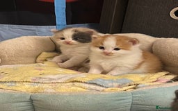 American Shorthair cats for sale: 4 amazingly beautiful kittens - Advert 9