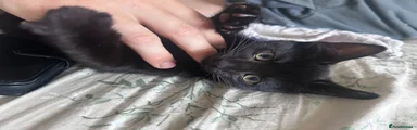 Domestic Shorthair 2