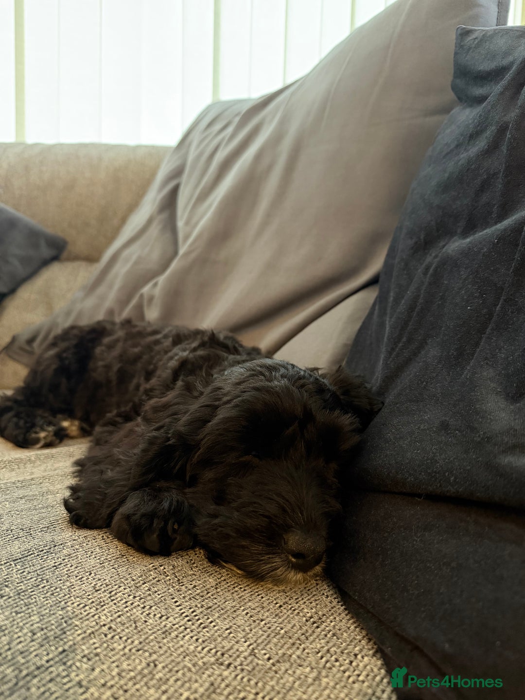 Cockapoo dogs for sale: Female Cockapoo Puppy - Advert 3