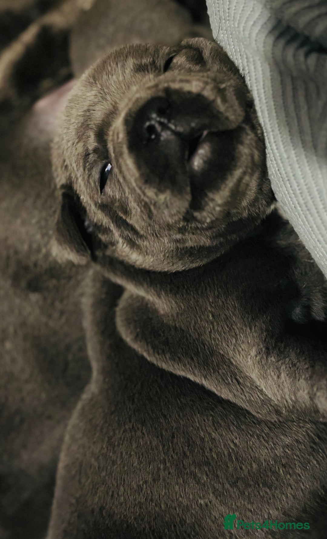 Staffordshire Bull Terrier dogs for sale: KC Registered Blue Staffordshire bull terrier - Image 22