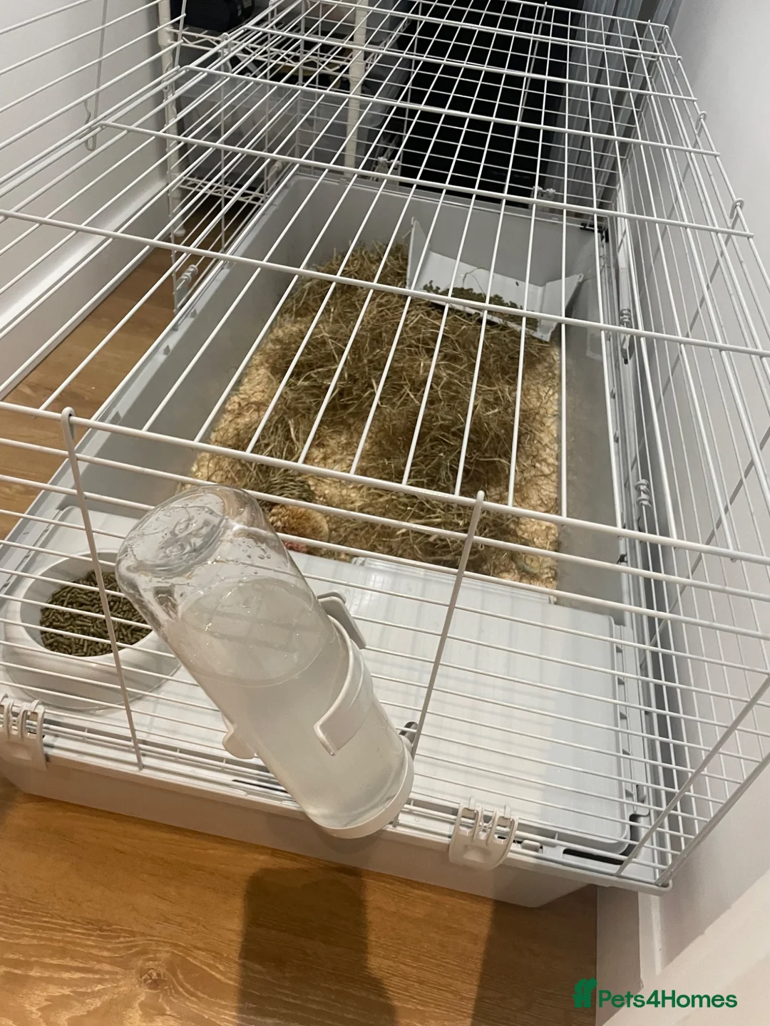 Guinea Pig rodents for sale: Two male guinea pigs with all accessories and cage - Advert 2