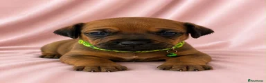 Rhodesian Ridgeback 3