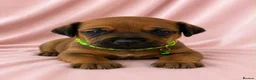 Rhodesian Ridgeback dogs for sale: Rhodesian Ridgeback Puppies Full European Pedigree - Advert 6