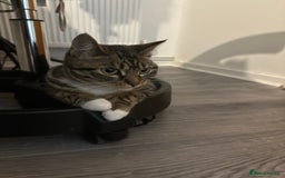 Bengal cats for sale: ✨ Loving Home Wanted for Beautiful Bengal-Tabby ✨ - Image 8