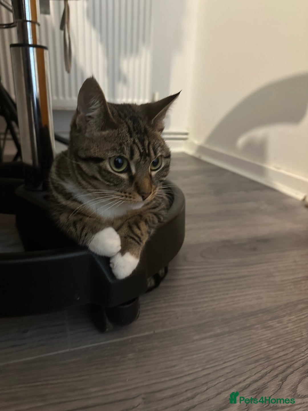 Bengal cats for sale: ✨ Loving Home Wanted for Beautiful Bengal-Tabby ✨ - Image 8