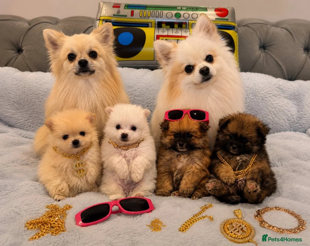 Pomeranian dogs for sale: Beautiful Pomeranian Puppies  - Advert 1