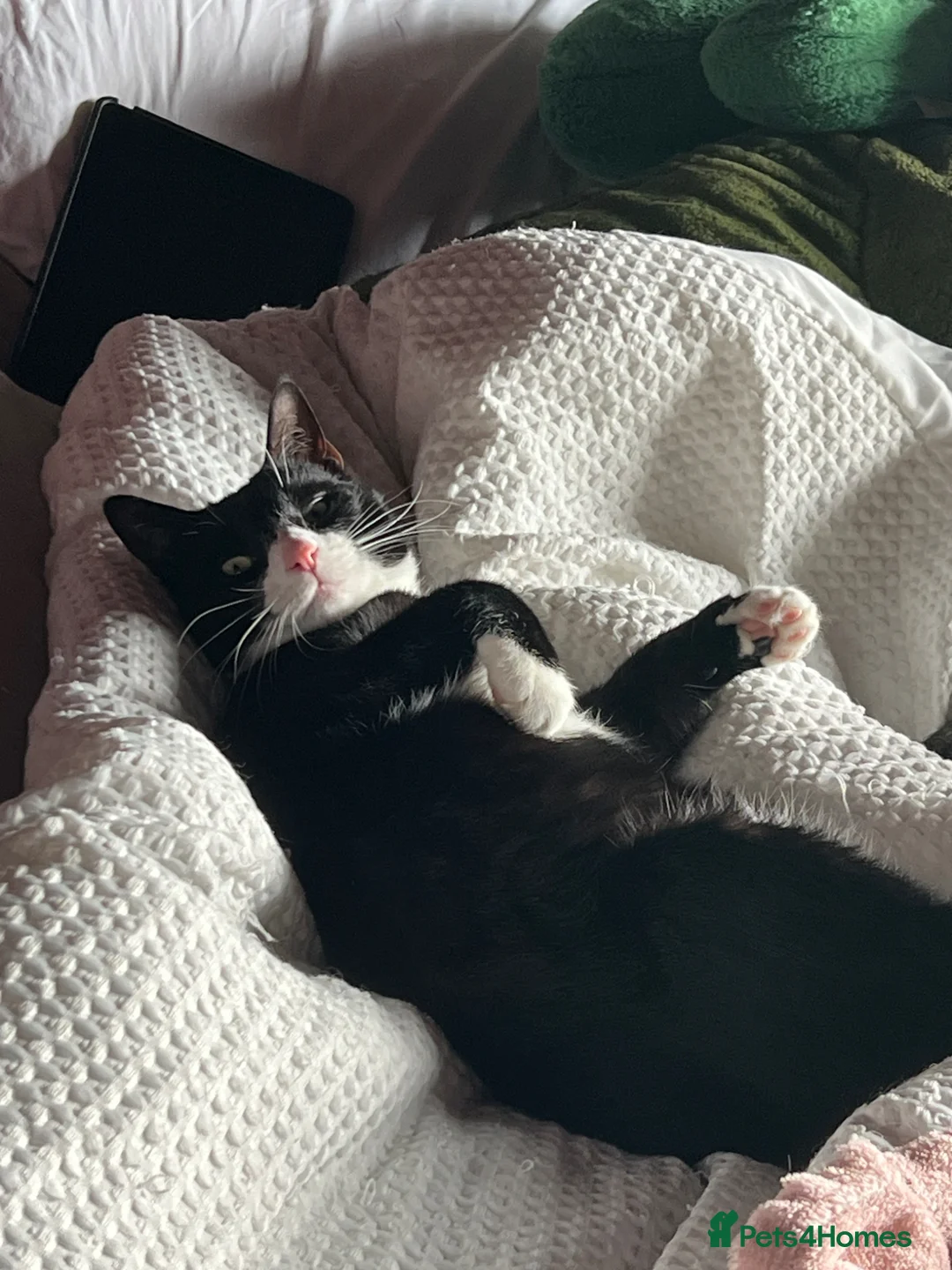 Mixed Breed cats for sale: BatCat  - Advert 1