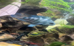Barbs fish for sale: 17 Barb fish  - Image 2