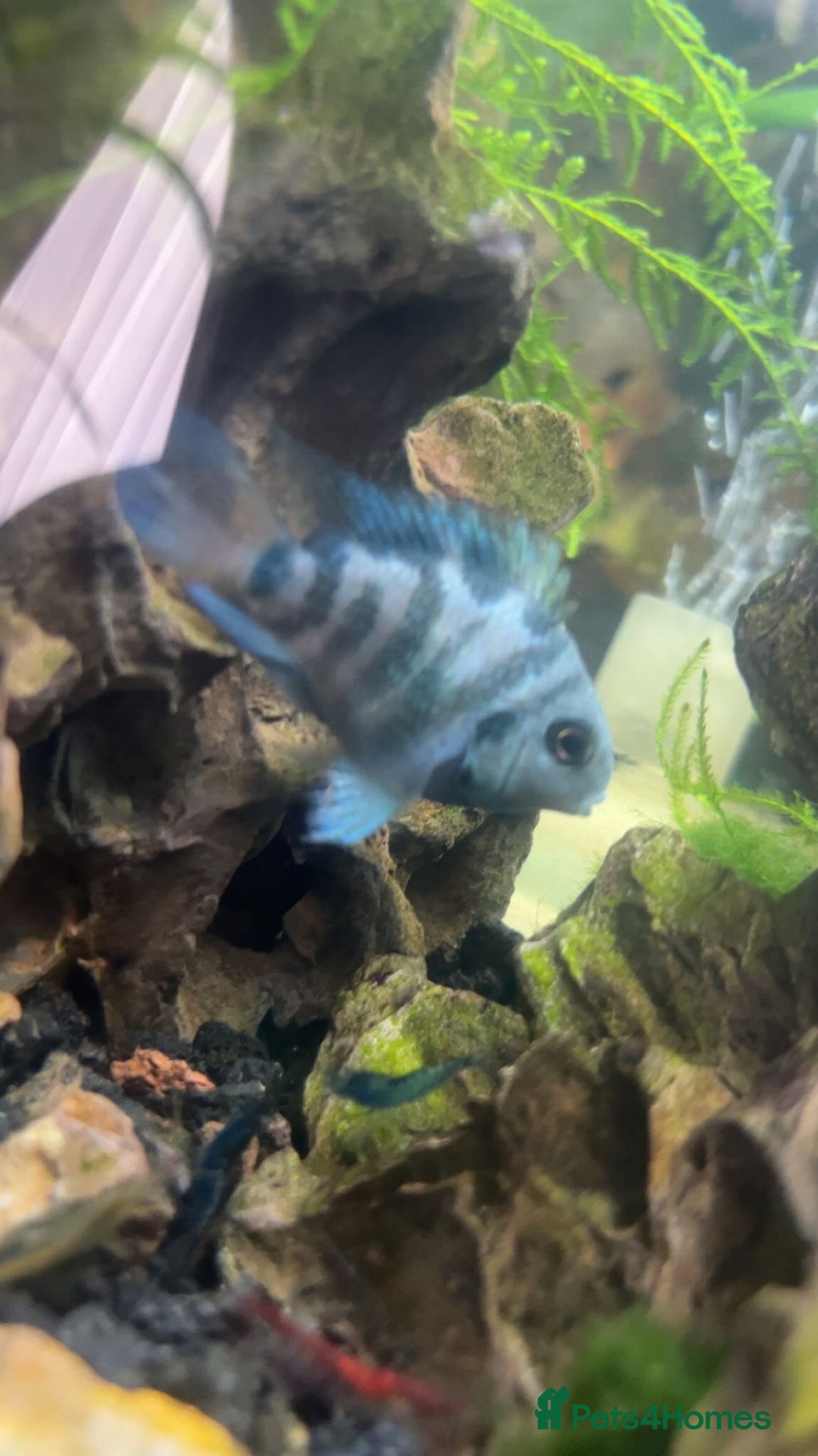 Barbs fish for sale: 17 Barb fish  - Image 2