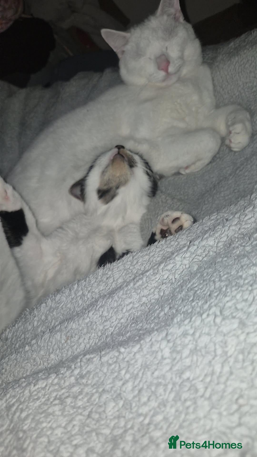 Mixed Breed cats Milo and arlo  - Advert 7
