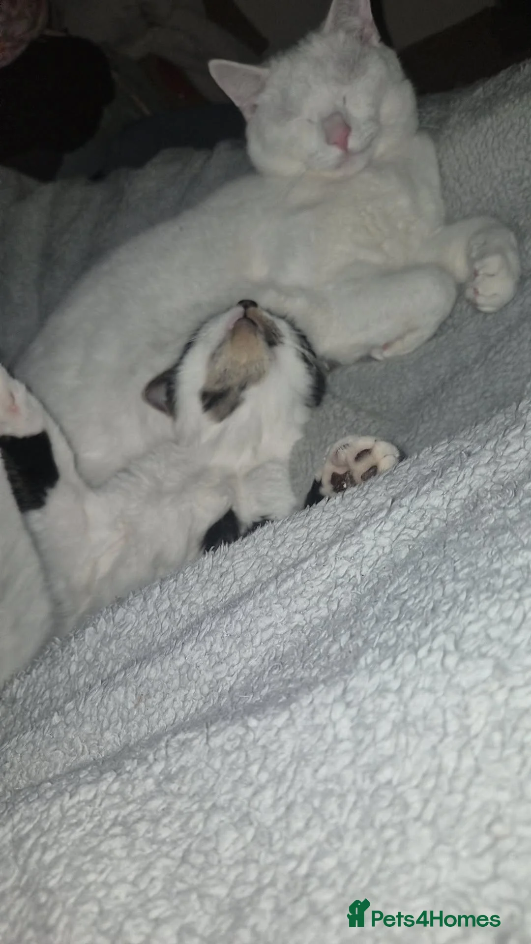 Mixed Breed cats for sale: Milo and arlo  - Advert 1
