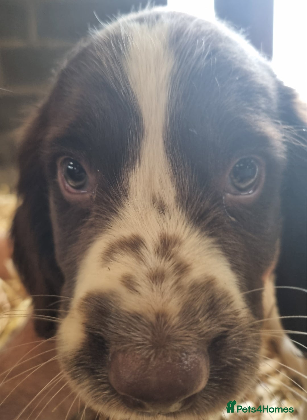 English Springer Spaniel dogs for sale: Pretty puppies with working parents ready now - Image 16