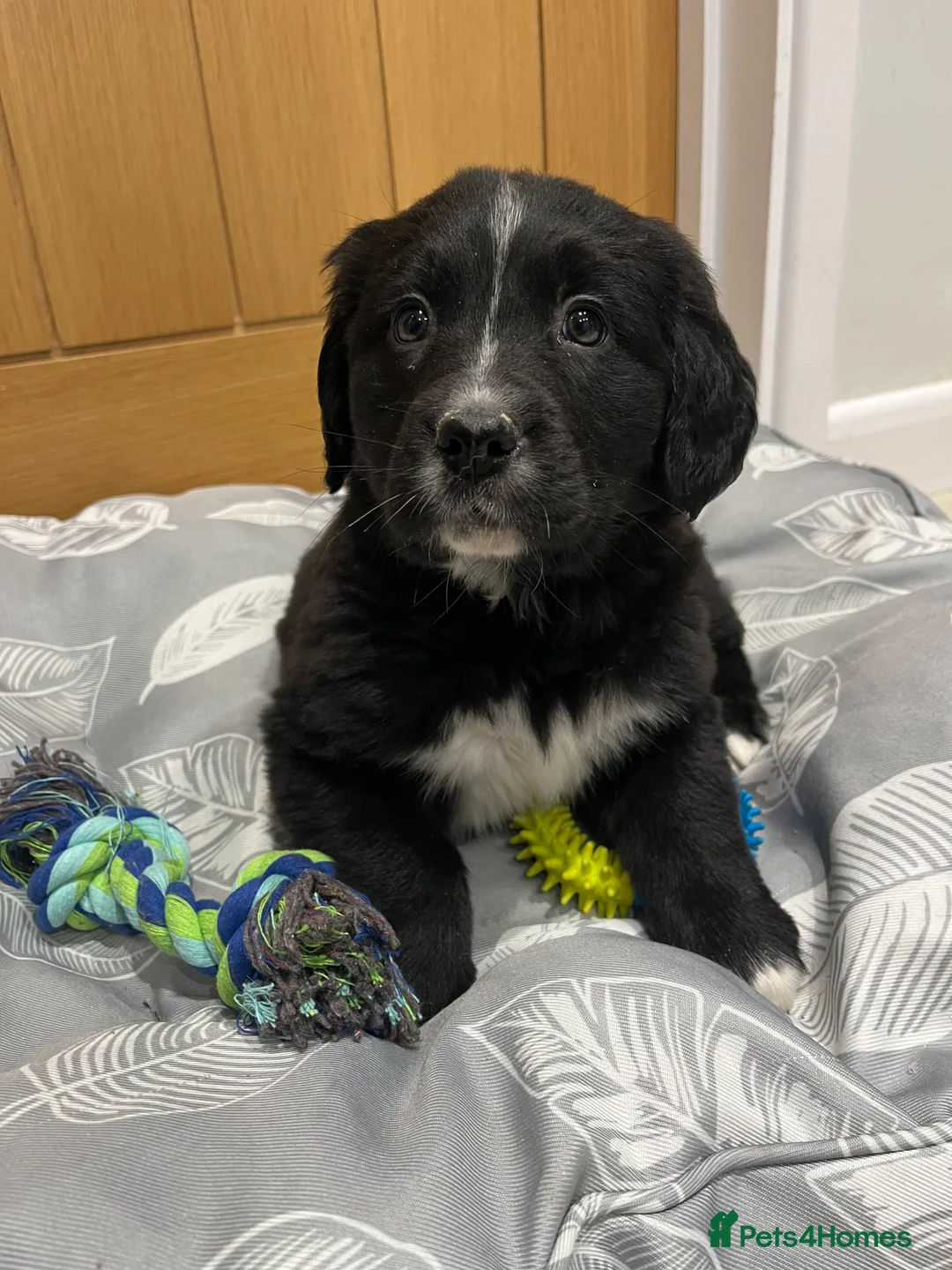 Golden Retriever dogs for sale: Beautiful Bernese Mountain Dog x Golden Retrievers - Advert 4