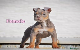 English Bulldog dogs for sale: 23 years experienced 5⭐️Rated Licensed,  - Image 6