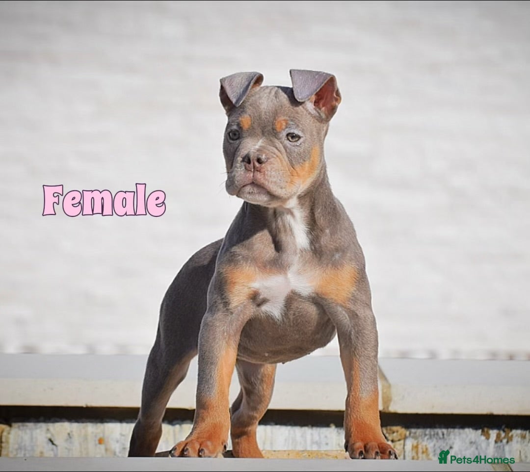 English Bulldog dogs for sale: 23 years experienced 5⭐️Rated Licensed,  - Image 6