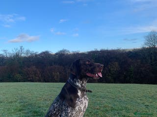 German Shorthaired Pointer dogs KC registered GSP for stud - Advert 15