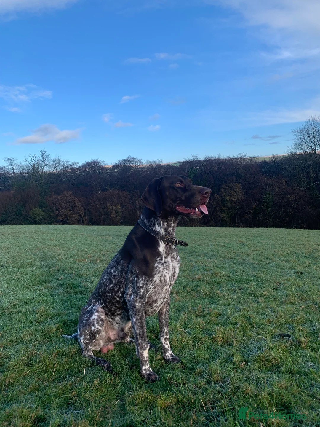 German Shorthaired Pointer dogs for stud: KC registered GSP for stud - Advert 1