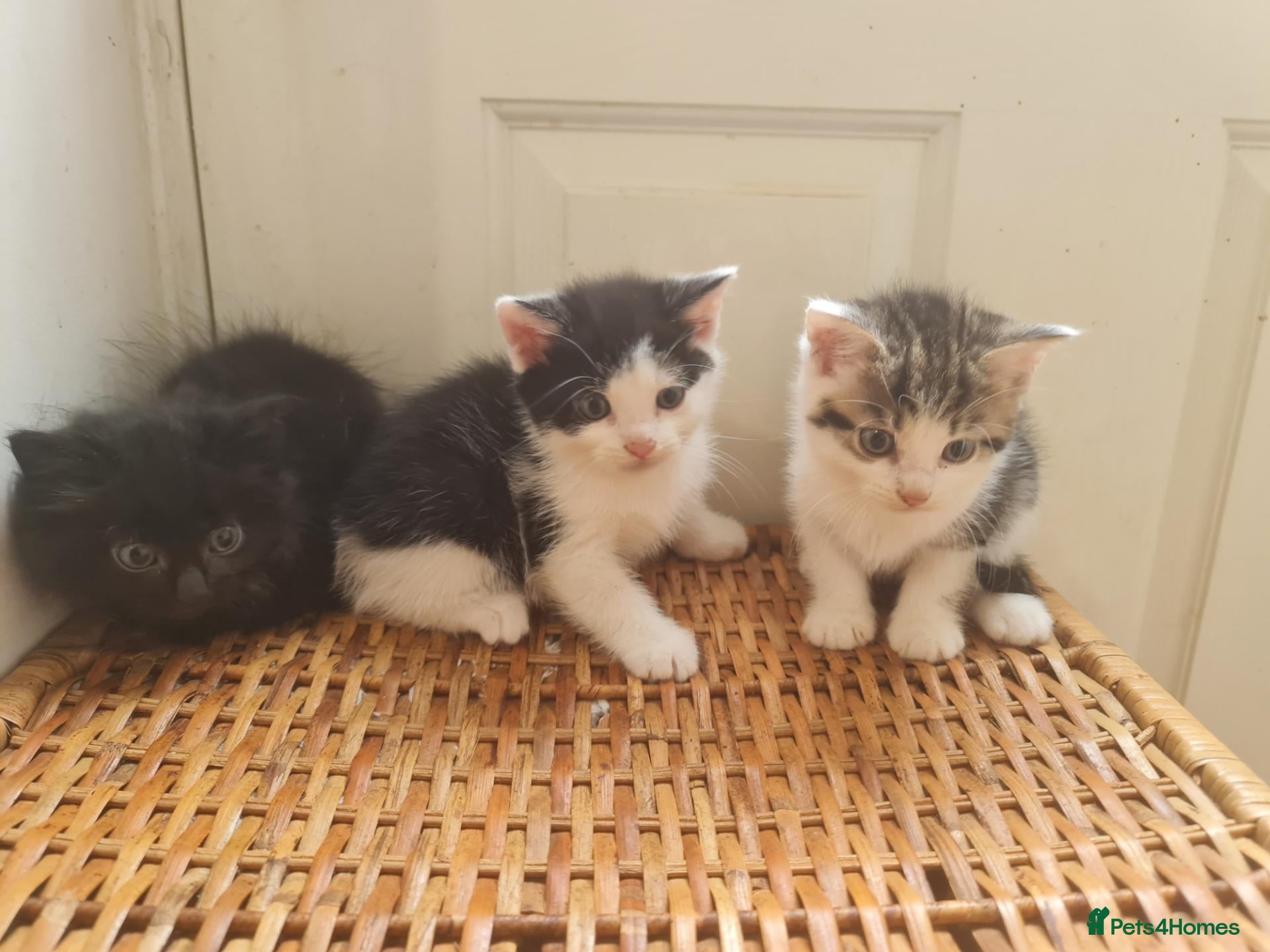 Mixed Breed cats 5 kittens for sale  - Advert 1