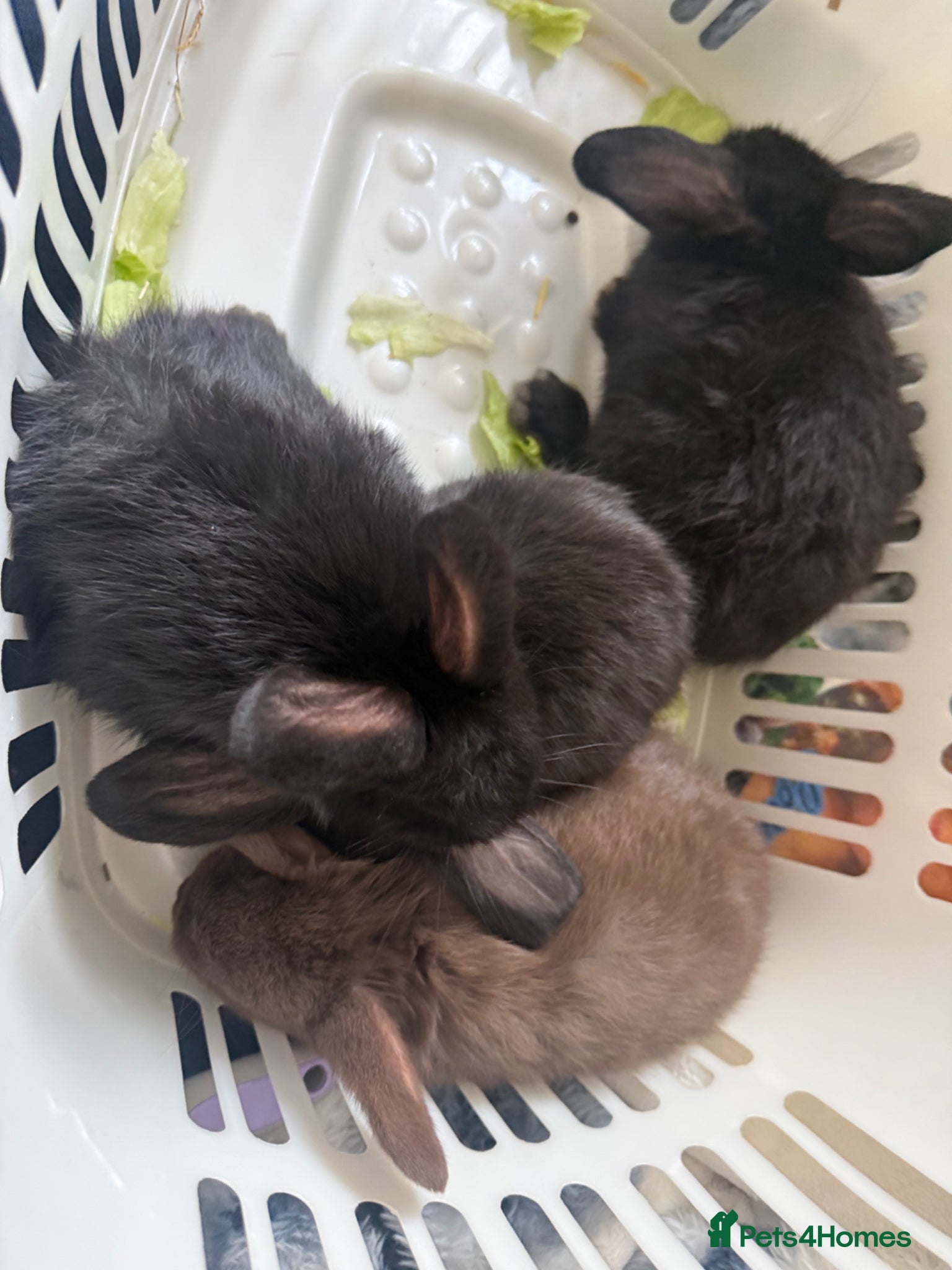 English Lop rabbits Lop ear bunnies  - Advert 2