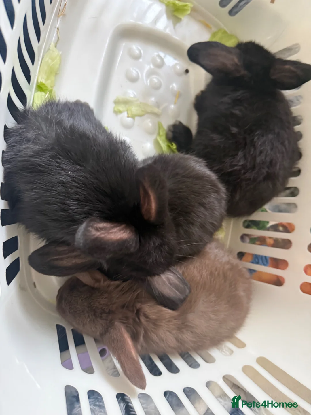 English Lop rabbits for sale: Lop ear bunnies  in Kettering - Advert 2