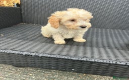 Cavapoo dogs for sale: Cavapoo puppy’s  - Advert 8