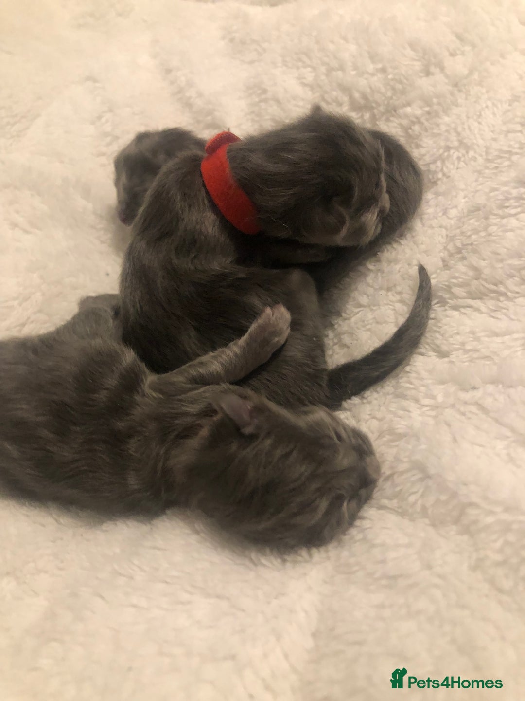 Maine Coon cats for sale: Gorgeous RagCoons - Advert 3