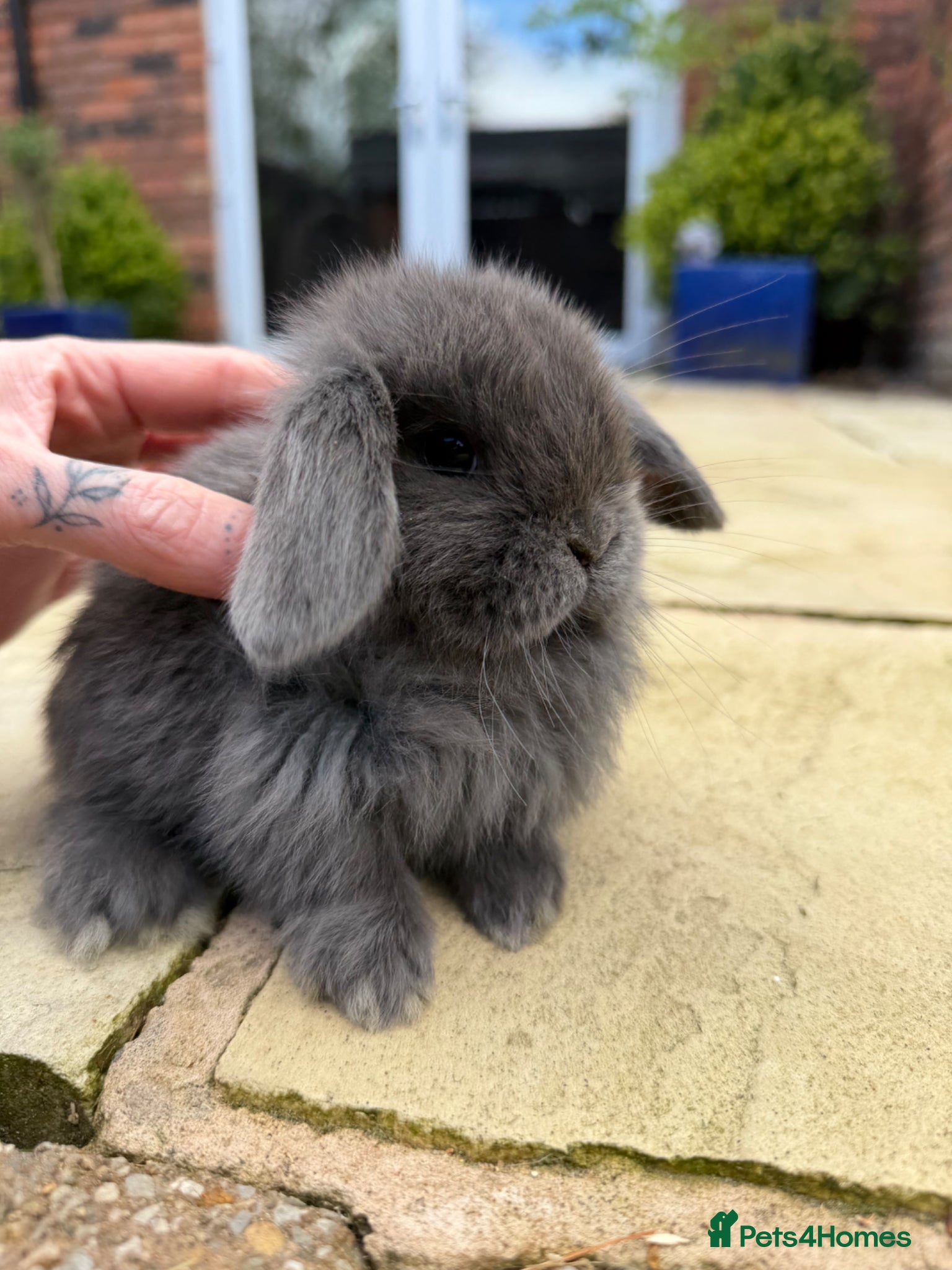 Mini Lop rabbits Beautiful mini lop babies  - Advert 5
