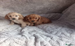 Cockapoo dogs for sale: Cockapoo puppy's  - Advert 3