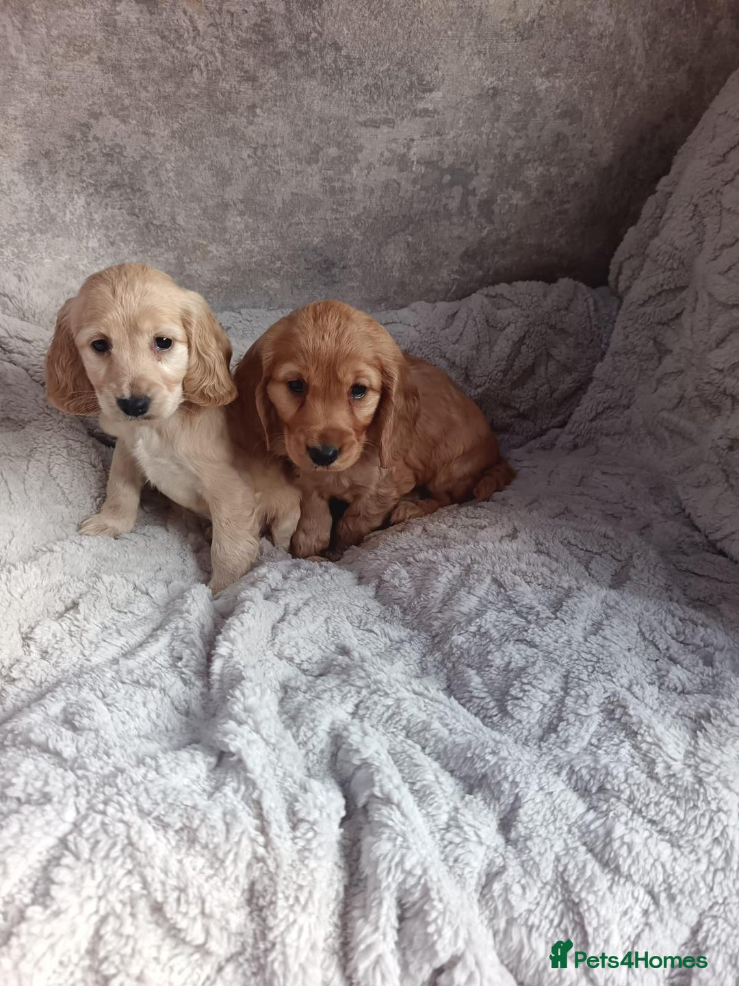 Cockapoo dogs for sale: Cockapoo puppy's  - Advert 3