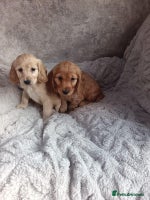 Cockapoo dogs Cockapoo puppy's - Advert 1