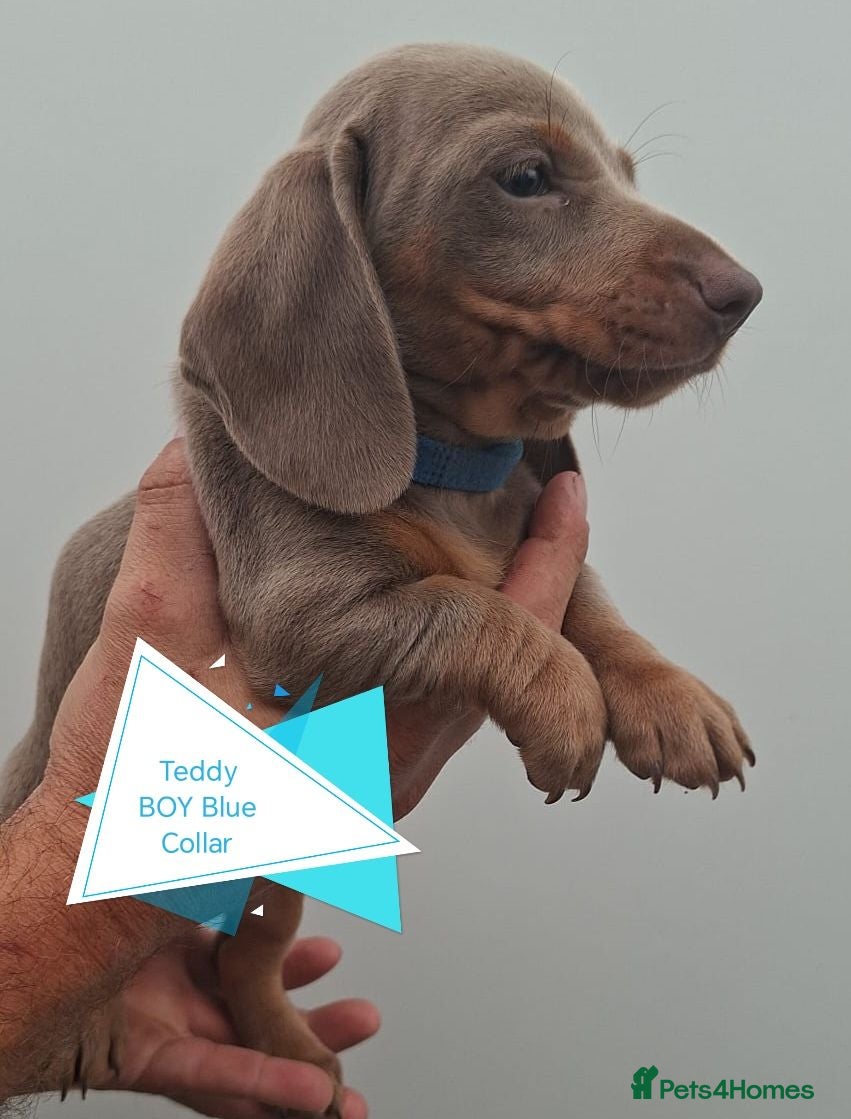 Dachshund dogs Pra Clear Minature Daushaund Puppies  - Advert 1