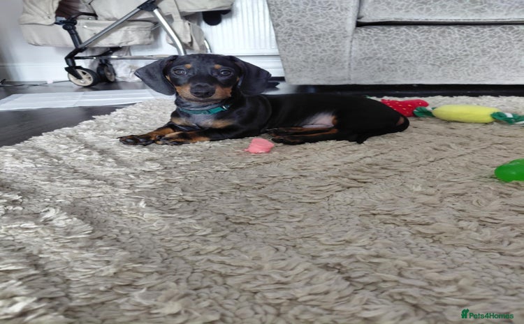 Miniature Dachshund dogs - Advert 1