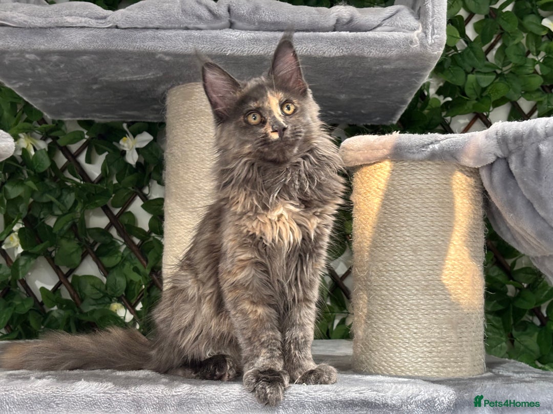 Maine Coon cats for sale: Tica Stunning Kittens  - Image 22