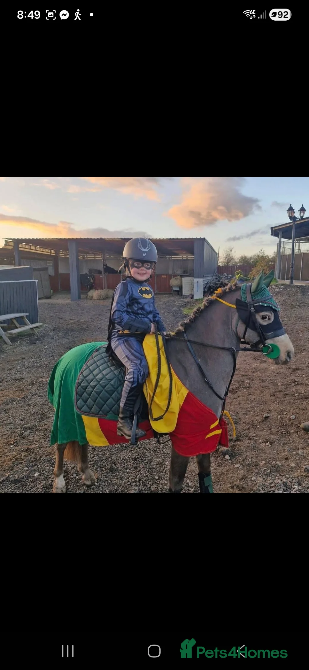 Riding pony horses for sale: Duch pony  - Advert 2