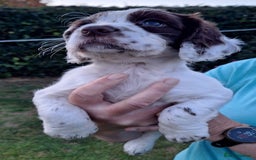 Cocker Spaniel dogs for sale: Working Cocker Spaniel Puppies  - Image 23