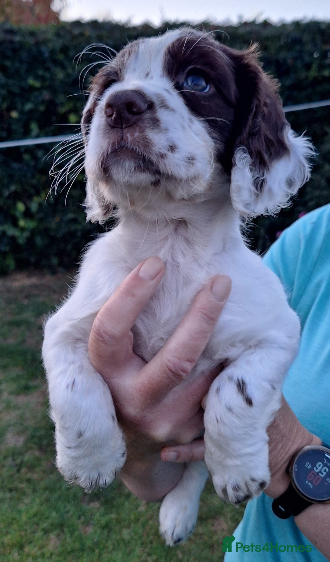 Cocker Spaniel dogs for sale: Working Cocker Spaniel Puppies  - Image 23