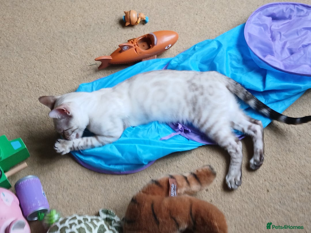 Bengal cats for sale: Health-checked TICA Family Bengal Kitten READY NOW in Warminster - Image 19