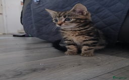 Mixed Breed cats for sale: Tabby kittens for sale - Image 11