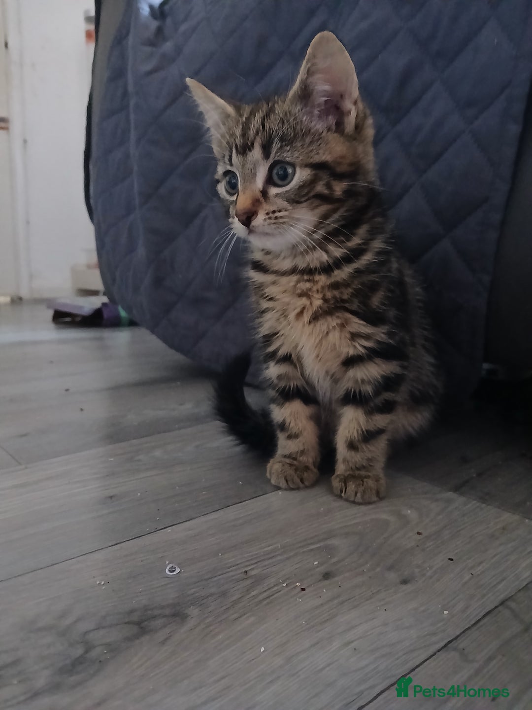 Mixed Breed cats for sale: Tabby kittens for sale - Image 11