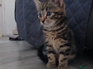 Mixed Breed cats - Advert 35