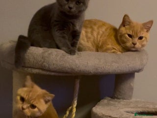 British Shorthair cats READY NOW Beautiful, Friendly, Playful BSH Kittens - Advert 7