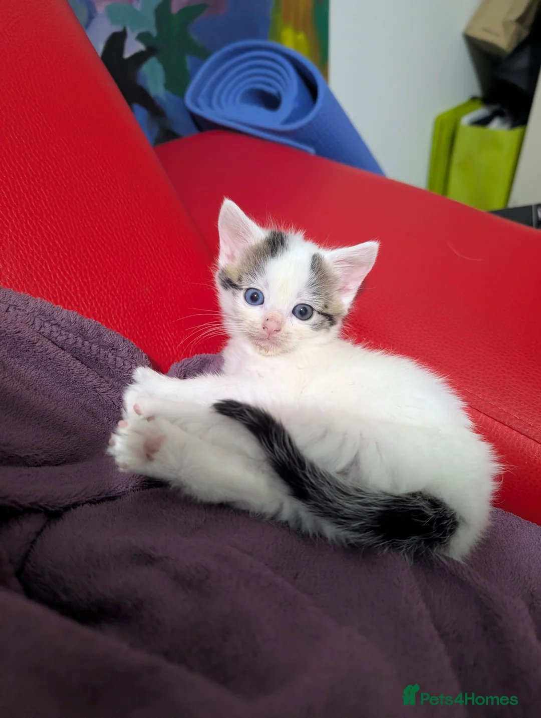 Mixed Breed cats for sale: Little kittens  - Advert 2